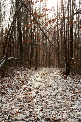 snowy-road-through-woods-copy