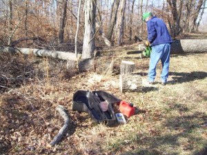 cutting-hickory-trees