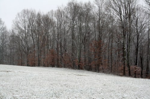 Snowy pastures on Boxing Day