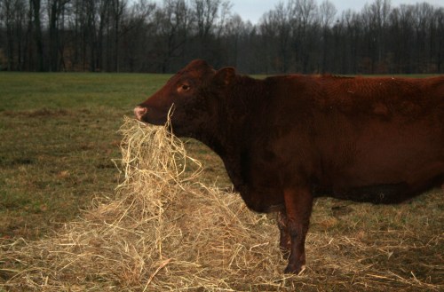 Hand fed cow