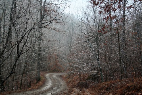 Icy woods and road