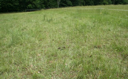 Lower pasture, just-grazed paddock