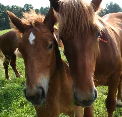 Aries and Aedan profile pic