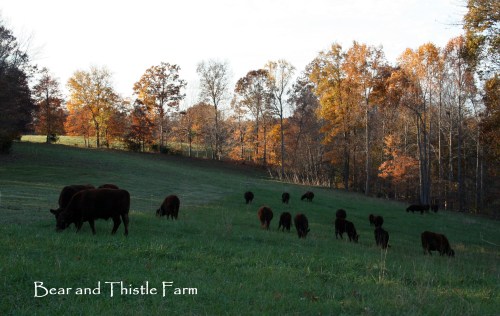 Last rotation West Pasture 5 Nov