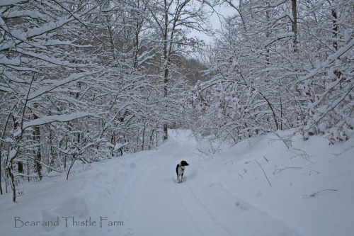 Turbo in trees on road